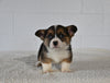 AKC Regisitered Welsh Corgi For Sale Millersburg OH Male-Mike