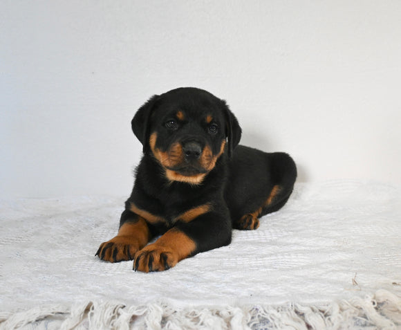 AKC Registered Rottweiler For Sale Fredericksburg OH Female-Molly
