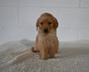 AKC Registered Golden Retriever For Sale Millersburg OH Female-Connie