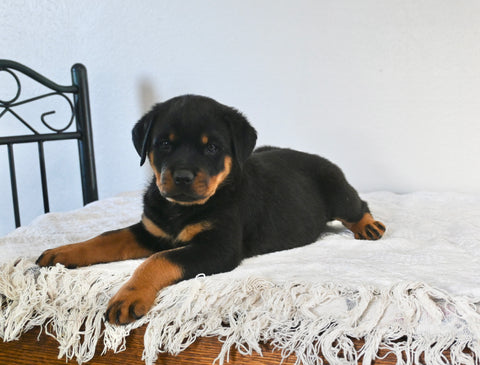 AKC Registered Rottweiler For Sale Fredericksburg OH Female-Zoey
