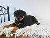 AKC Registered Rottweiler For Sale Fredericksburg OH Female-Zoey