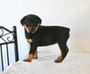 AKC Registered Rottweiler For Sale Fredericksburg OH Female-Zoey