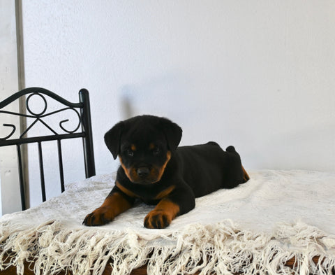 AKC Registered Rottweiler For Sale Fredericksburg OH Female-Sadie