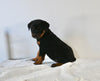 AKC Registered Rottweiler For Sale Fredericksburg OH Female-Sadie