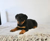 AKC Registered Rottweiler For Sale Fredericksburg OH Female-Angel