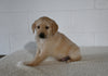 AKC Registered Golden Retriever For Sale Millersburg OH Female-Holly