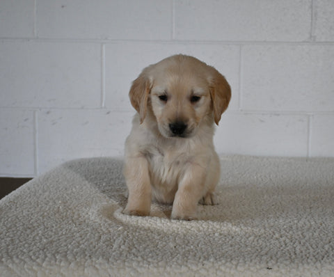 AKC Registered Golden Retriever For Sale Millersburg OH Male-Teddy