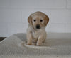 AKC Registered Golden Retriever For Sale Millersburg OH Male-Teddy