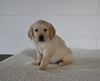 AKC Registered Golden Retriever For Sale Millersburg OH Male-Teddy