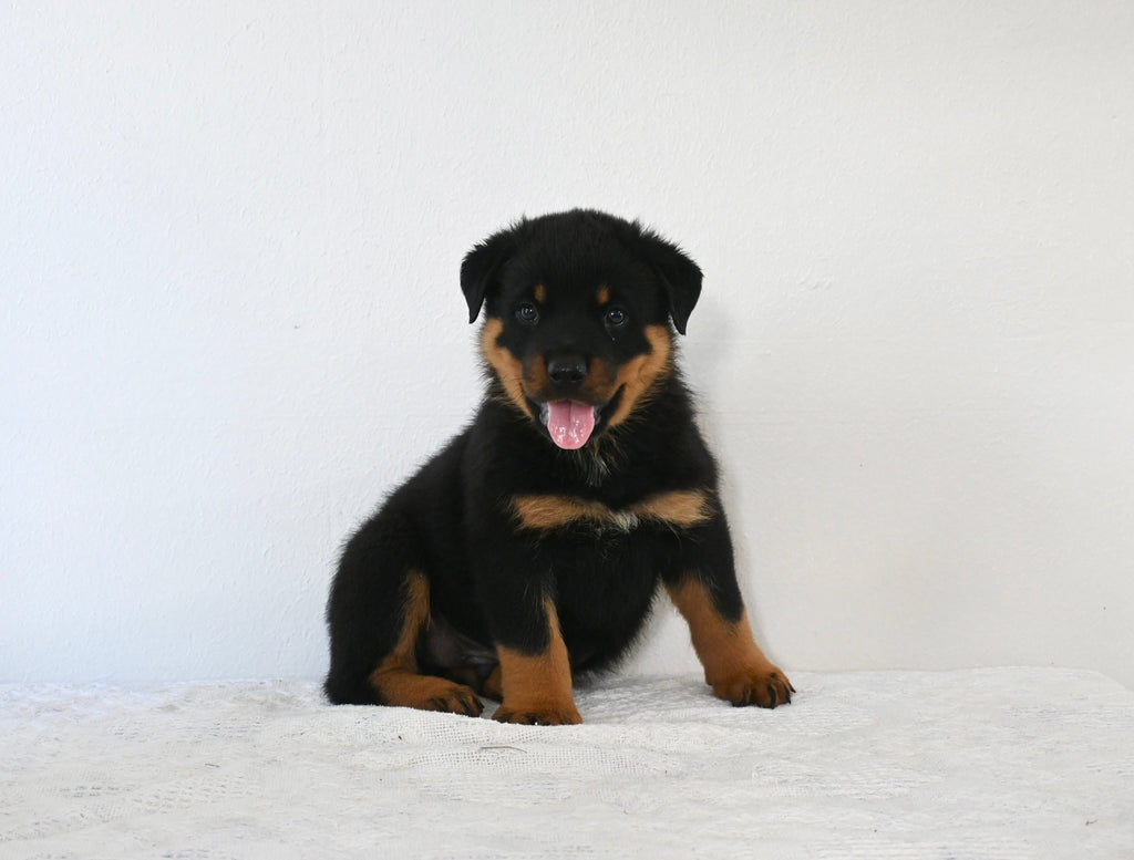 AKC Registered Rottweiler For Sale Fredericksburg OH Male-Apollo – AC ...