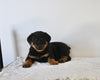 AKC Registered Rottweiler For Sale Fredericksburg OH Male-King