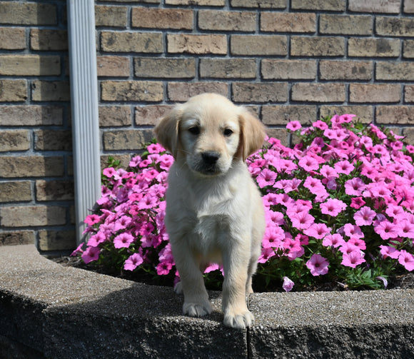 AKC Registered Golden Retriever For Sale Millersburg OH Female-Bailey