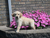 AKC Registered Golden Retriever For Sale Millersburg OH Female-Bailey