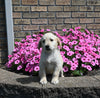 AKC Registered Golden Retriever For Sale Millersburg OH Female-Stella