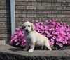 AKC Registered Golden Retriever For Sale Millersburg OH Female-Stella