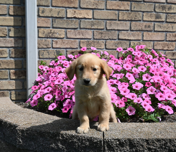 AKC Registered Golden Retriever For Sale Millersburg OH Female-Luna