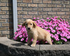 AKC Registered Golden Retriever For Sale Millersburg OH Female-Luna