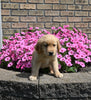 AKC Registered Golden Retriever For Sale Millersburg OH Male-Max