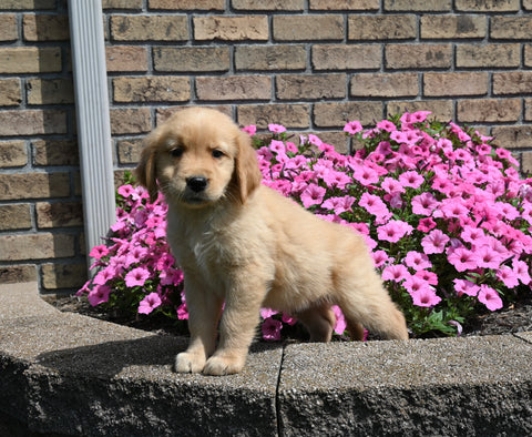 AKC Registered Golden Retriever For Sale Millersburg OH Male-Max