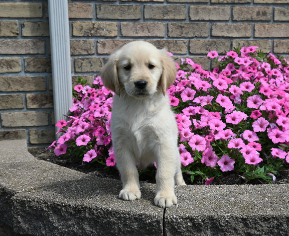 AKC Registered Golden Retriever For Sale Millersburg OH Female-Cookie