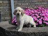 AKC Registered Golden Retriever For Sale Millersburg OH Female-Cookie