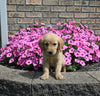 AKC Registered Golden Retriever For Sale Millersburg OH Female-Sprinkles