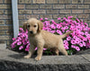 AKC Registered Golden Retriever For Sale Millersburg OH Female-Sprinkles