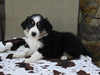 Mini Australian Shepherd For Sale Orrville OH Female-Nicki