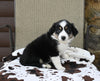 Mini Australian Shepherd For Sale Orrville OH Female-Nicki