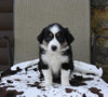 Mini Australian Shepherd For Sale Orrville OH Female-Nicki