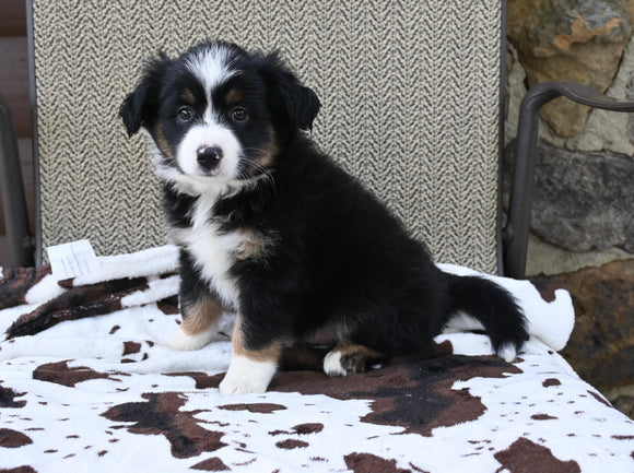 Mini Australian Shepherd For Sale Orrville OH Male-Dixon