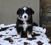 Mini Australian Shepherd For Sale Orrville OH Male-Dixon