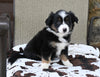 Mini Australian Shepherd For Sale Orrville OH Male-Dixon