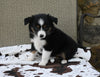 Mini Australian Shepherd For Sale Orrville OH Female-Pookie