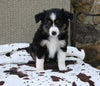 Mini Australian Shepherd For Sale Orrville OH Female-Pookie