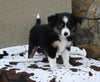 Mini Australian Shepherd For Sale Orrville OH Female-Pookie