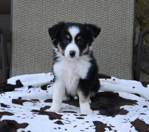 Mini Australian Shepherd For Sale Orrville OH Female-Princess