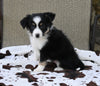 Mini Australian Shepherd For Sale Orrville OH Female-Princess