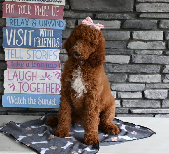 AKC Registered Standard Poodle For Sale Millersburg OH Female-Marsha