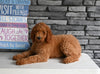 AKC Registered Standard Poodle For Sale Millersburg OH Male-Max