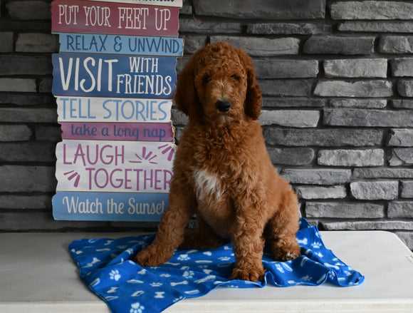 AKC Registered Standard Poodle For Sale Millersburg OH Male-Milo