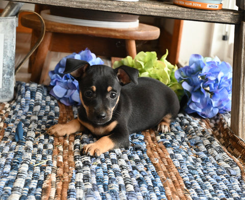 Chihuahua For Sale Mt Vernon OH Female-Ribbons