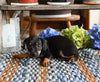 Chihuahua For Sale Mt Vernon OH Female-Tye