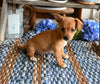 Chihuahua For Sale Mt Vernon OH Male-Bluey