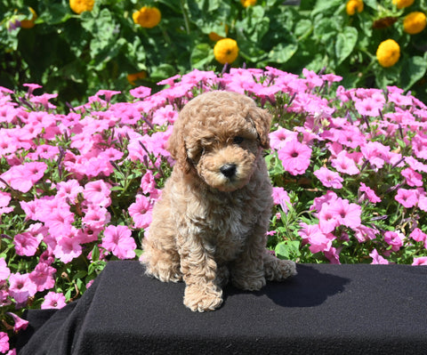 Mini Poodle For Sale Applecreek OH Male-Teddy