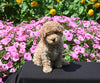 Mini Poodle For Sale Applecreek OH Male-Teddy