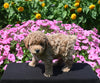 Mini Poodle For Sale Applecreek OH Male-Teddy