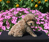 Mini Poodle For Sale Applecreek OH Male-Teddy