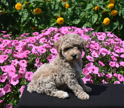 Mini Poodle For Sale Applecreek OH Male-Star