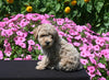 Mini Poodle For Sale Applecreek OH Male-Star